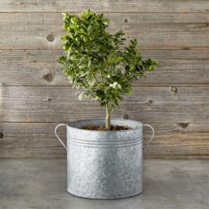 Galvanized Planter Bucket